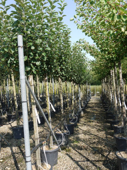 POMMIER En pot de 25-30 litres forme tige hauteur du tronc 110-130 cm