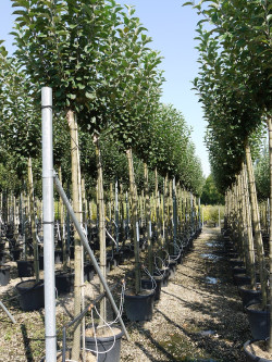 POMMIER En pot de 35-50 litres forme tige hauteur du tronc 180-200 cm