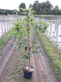 POMMIER En pot de 10-12 litres forme gobelet