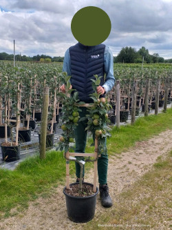 POMMIER En pot de 15-20 litres forme palmette simple U