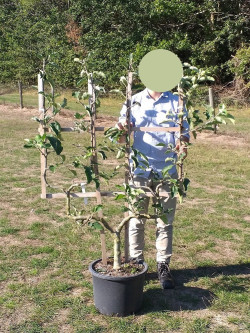 POMMIER En pot de 25-30 litres forme palmette double U