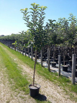 POMMIER En pot de 15-20 litres forme tige hauteur du tronc 110-130 cm