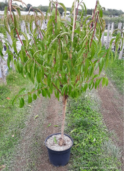 NECTARINIER En pot de 10-12 litres forme gobelet