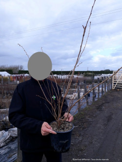 PRUNUS ACCOLADE En pot de 4-5 litres
