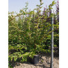 PRUNUS ACCOLADE En pot de 25-30 litres