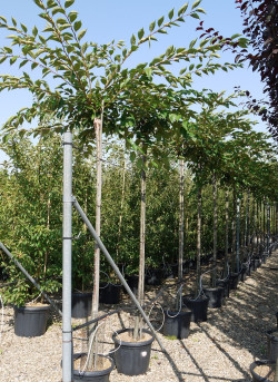 PRUNUS ACCOLADE En pot de 30-35 litres hauteur du tronc 180-200 cm