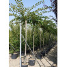 PRUNUS ACCOLADE En pot de 30-35 litres hauteur du tronc 180-200 cm