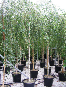 BETULA verrucosa YOUNGII En pot 35-50 litres forme tige hauteur du tronc 180-200 cm