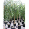 BETULA verrucosa YOUNGII En pot 35-50 litres forme tige hauteur du tronc 180-200 cm