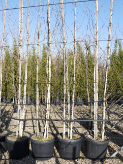 BETULA utilis En pot de 35-50 litres forme cépée
