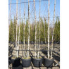 BETULA utilis En pot de 35-50 litres forme cépée