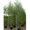 BETULA verrucosa ou pendula En pot de 35-50 litres forme cépée