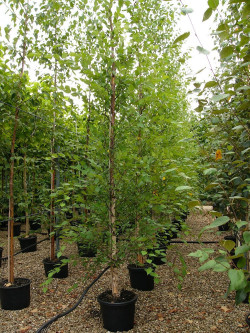 BETULA nigra HERITAGE En pot de 35-50 litres forme tige ramifiée