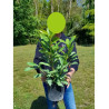 PRUNUS laurocerasus CAUCASICA En pot de 4-5 litres