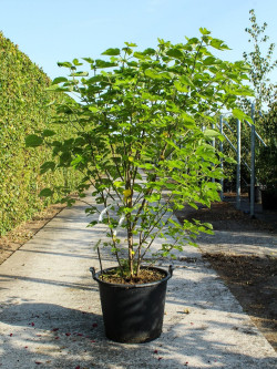 BROUSSONETIA papyrifera En pot de 70-90 litres