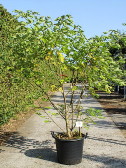 BROUSSONETIA papyrifera En pot de 50-70 litres