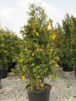 CALOCEDRUS decurrens AUREOVARIEGATA En pot de 70-90 litres