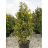CALOCEDRUS decurrens AUREOVARIEGATA En pot de 70-90 litres