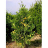 CALOCEDRUS decurrens AUREOVARIEGATA