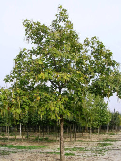 CATALPA bignonioides
