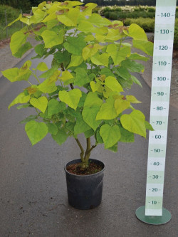 CATALPA bignonioides AUREA En pot de 15 litres forme touffe