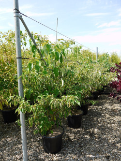 CORNUS alternifolia En pot de 25-30 litres