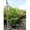 CORNUS alternifolia En pot de 25-30 litres