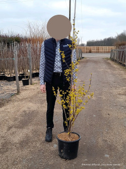 CORNUS officinalis En pot de 15-20 litres forme forme baliveau