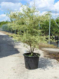 CORNUS alternifolia ARGENTEA En pot de 50-70 litres