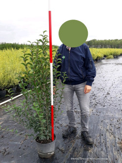 LIGUSTRUM japonicum En pot de 10-12 litres