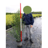 LIGUSTRUM japonicum En pot de 10-12 litres