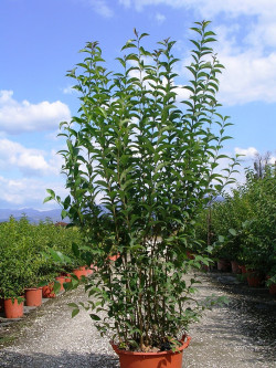 LIGUSTRUM japonicum En pot de 35-50 litres