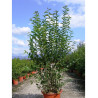LIGUSTRUM japonicum En pot de 35-50 litres