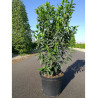 PRUNUS lusitanica ANGUSTIFOLIA En pot de 7-10 litres