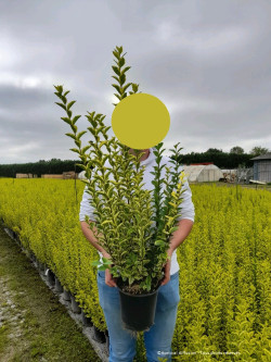LIGUSTRUM ovalifolium AUREUM En pot de 4-5 litres