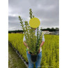 LIGUSTRUM ovalifolium AUREUM En pot de 4-5 litres
