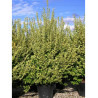 LIGUSTRUM ovalifolium AUREUM En pot de 35-50 litres