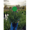 PRUNUS laurocerasus SOFIA En pot de 10-12 litres