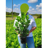 PRUNUS laurocerasus ROTUNDIFOLIA En pot de 4-5 litres