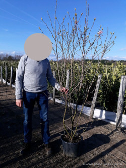 MAGNOLIA loebneri LEONARD MESSEL En pot de 25-30 litres