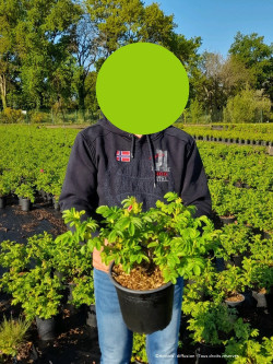 ROSA rugosa En pot de 4-5 litres forme buisson