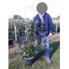 VIBURNUM burkwoodii En pot de 10-12 litres
