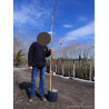 ROBINIA pseudoacacia FRISIA En pot 10-12 litres forme forme baliveau