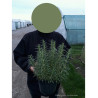 ROSMARINUS officinalis En pot de 3-4 litres