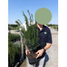 TAXUS baccata En pot de 4-5 litres