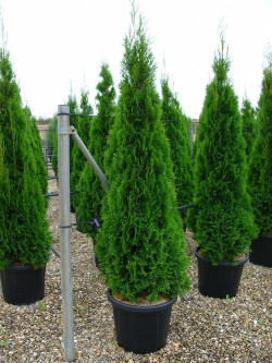 THUJA occidentalis SMARAGD En pot de 35-50 litres