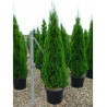 THUJA occidentalis SMARAGD En pot de 35-50 litres