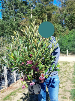 VIBURNUM nudum PINK BEAUTY (Viorne) En pot de 10-12 litres