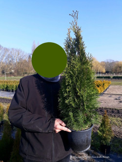 THUJA occidentalis SMARAGD En pot de 4-5 litres