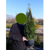 THUJA occidentalis SMARAGD En pot de 4-5 litres